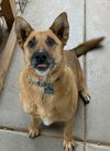 adoptable Dog in Chandler, AZ named BULL #2