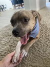 adoptable Dog in Chandler, AZ named DEIMOS