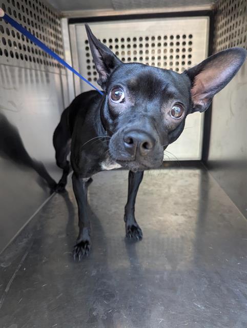 adoptable Dog in Chandler, AZ named MARCIA