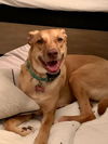 adoptable Dog in Chandler, AZ named ROXY #17