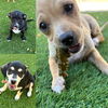 adoptable Dog in Chandler, AZ named PUPPIES