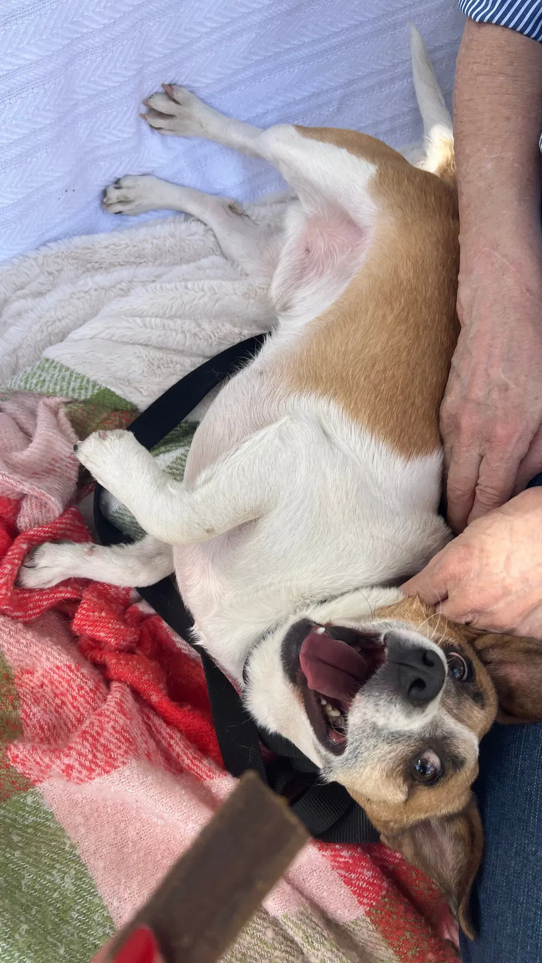 Archie image 4