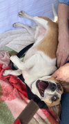 ARCHIE - Photo 4