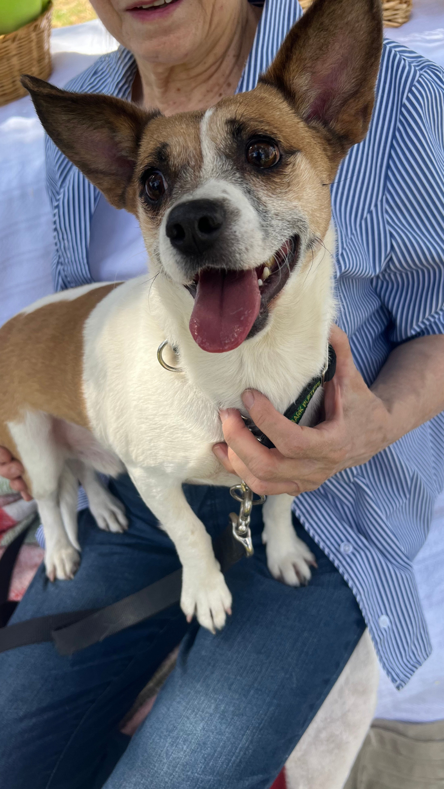 ARCHIE