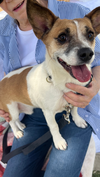 adoptable Dog in  named ARCHIE
