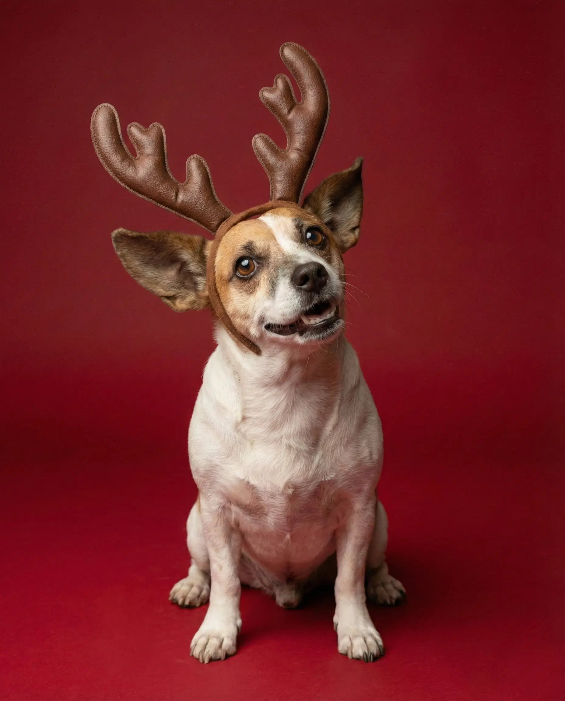 Archie - Chihuahua