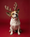 ARCHIE - Photo 1