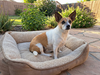 ARCHIE - Photo 3