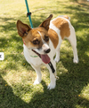 adoptable Dog in  named CHACHI