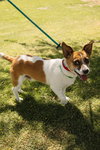 ARCHIE - Photo 6