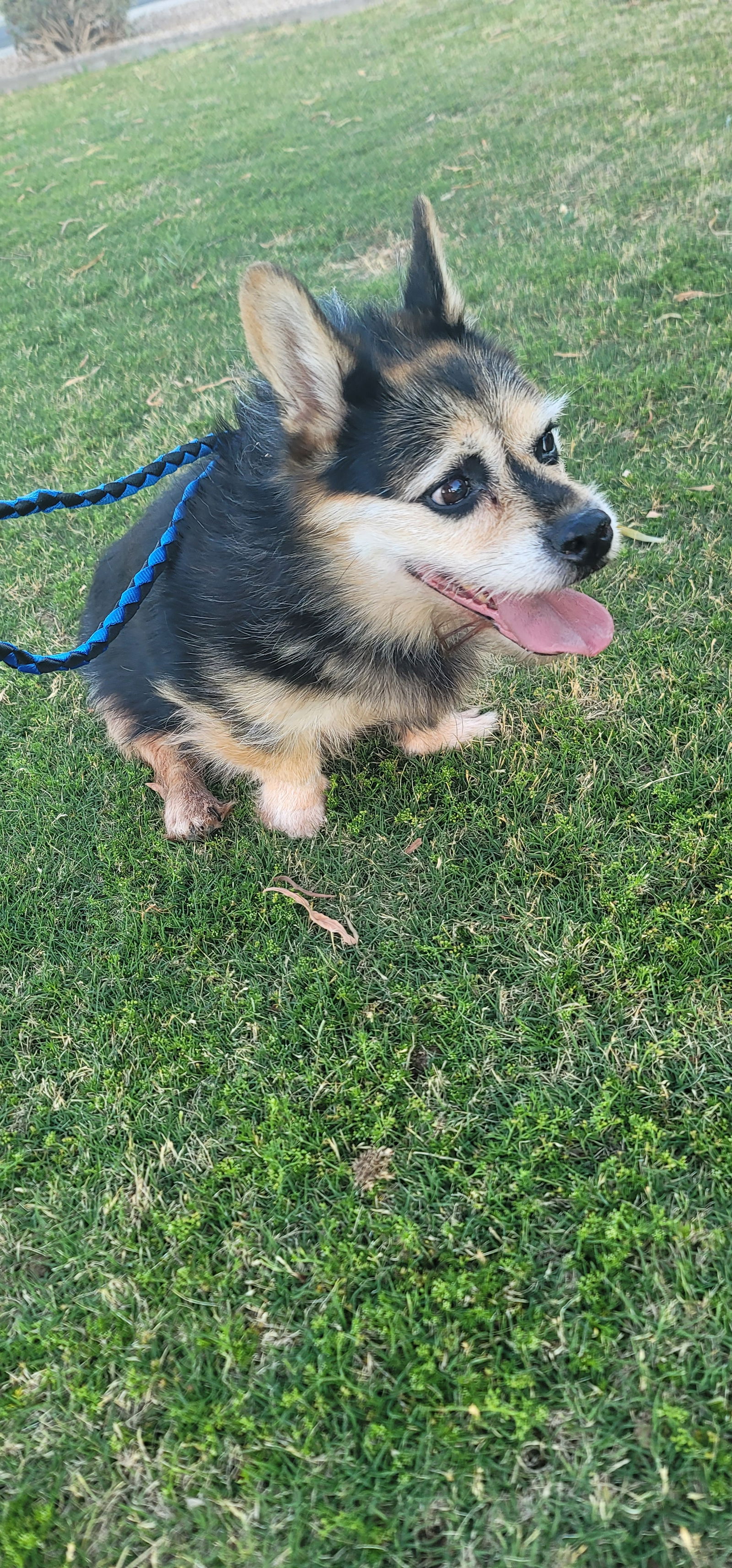 adoptable Dog in Chandler, AZ named TANUKI