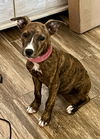 adoptable Dog in Chandler, AZ named BUGSY #2