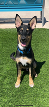 adoptable Dog in Chandler, AZ named BEAN