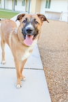 adoptable Dog in , AZ named SNOW #2