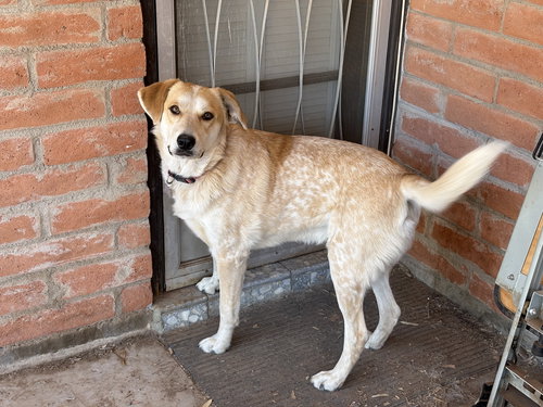 picture of the dog needing adoption
