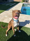 adoptable Dog in Chandler, AZ named MILLIE