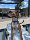 MILLIE - Photo 4