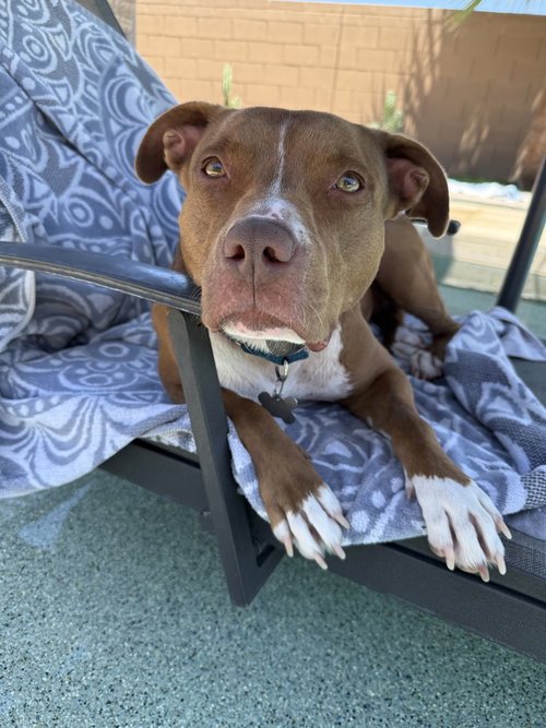 MILLIE - Pit Bull Terrier / Staffordshire Bull Terrier available for adoption