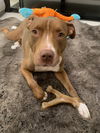 adoptable Dog in , AZ named MILLIE