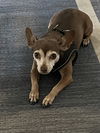 adoptable Dog in Chandler, AZ named LOLA #11