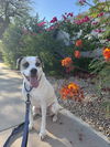 adoptable Dog in Chandler, AZ named TITO 2