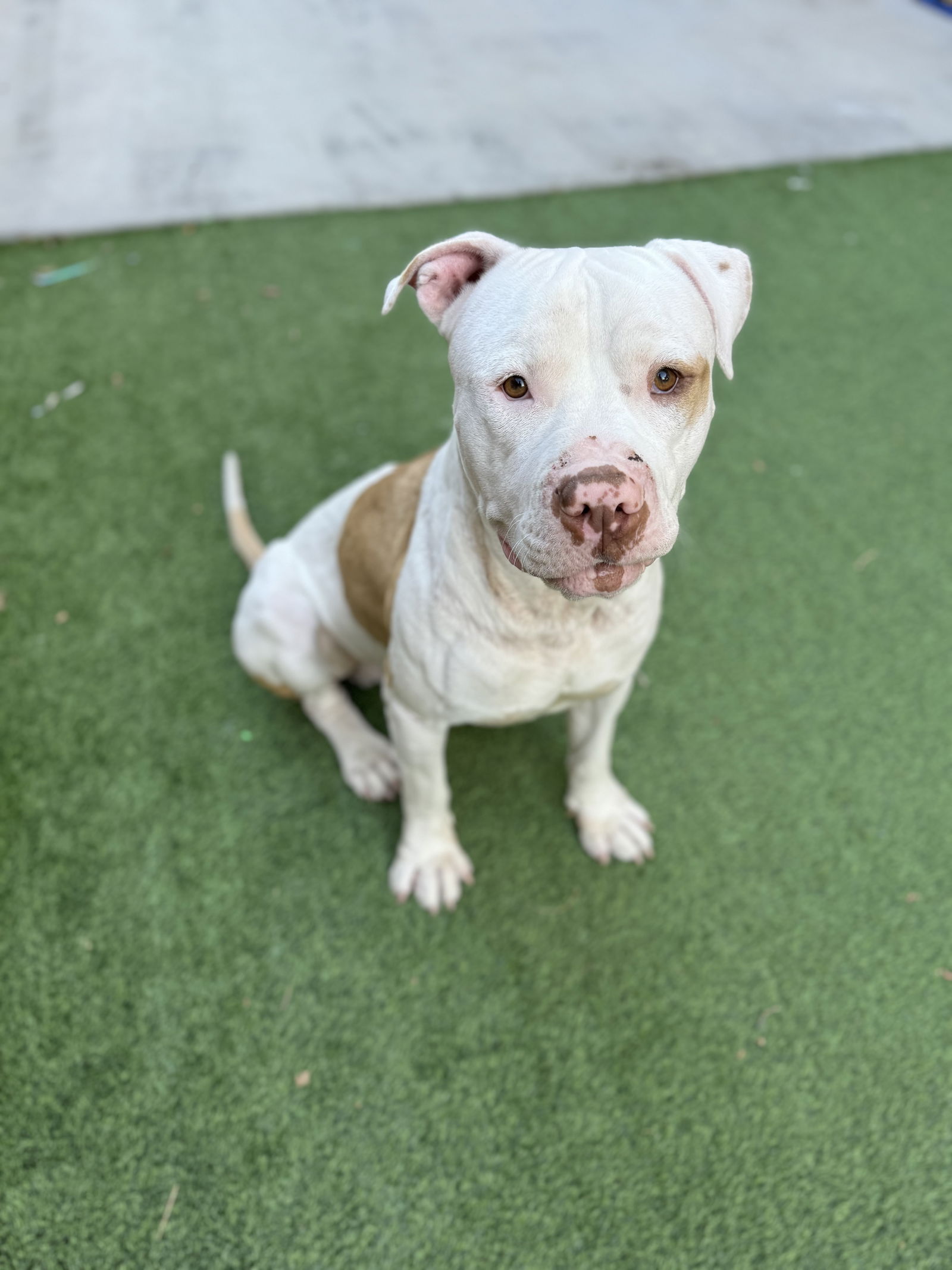 adoptable Dog in Chandler, AZ named MELLOW