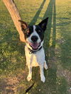 adoptable Dog in Chandler, AZ named MOZZI