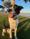 MOZZI - Photo 3