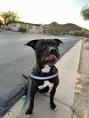 adoptable Dog in  named SMAUG