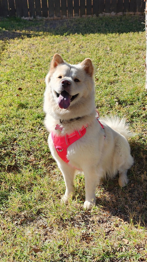 NOVA - Chow Chow / Samoyed available for adoption