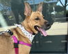 adoptable Dog in Chandler, AZ named JAMMY