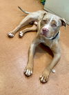 adoptable Dog in Chandler, AZ named CHARLIE #23
