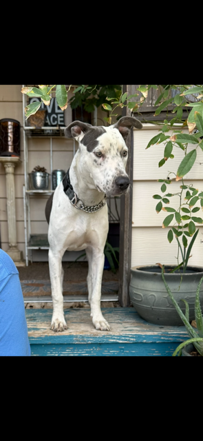 adoptable Dog in Chandler, AZ named TULIP #2