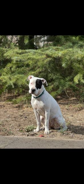 adoptable Dog in Chandler, AZ named POPPY #2