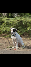 adoptable Dog in Chandler, AZ named POPPY #2