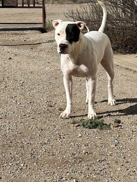 POPPY #2 - Bulldog / Boxer available for adoption
