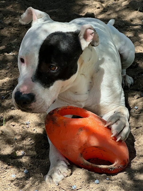 POPPY #2 photo 4