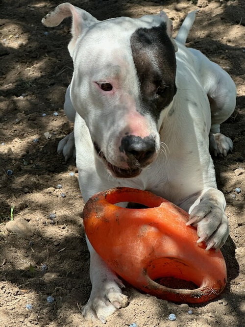 POPPY #2, an adoptable Bulldog in Chandler, AZ