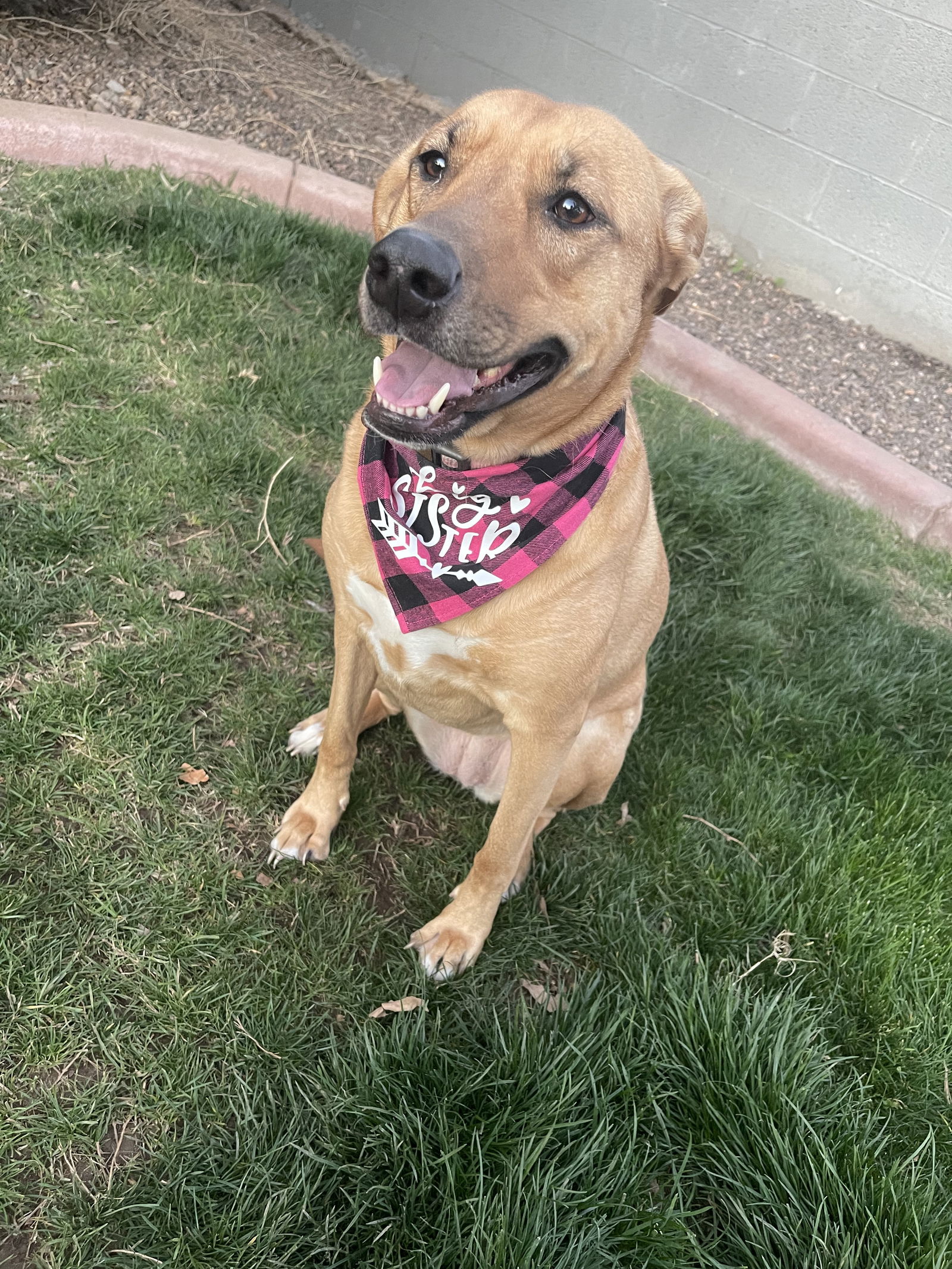 adoptable Dog in Chandler, AZ named LAYLA #7