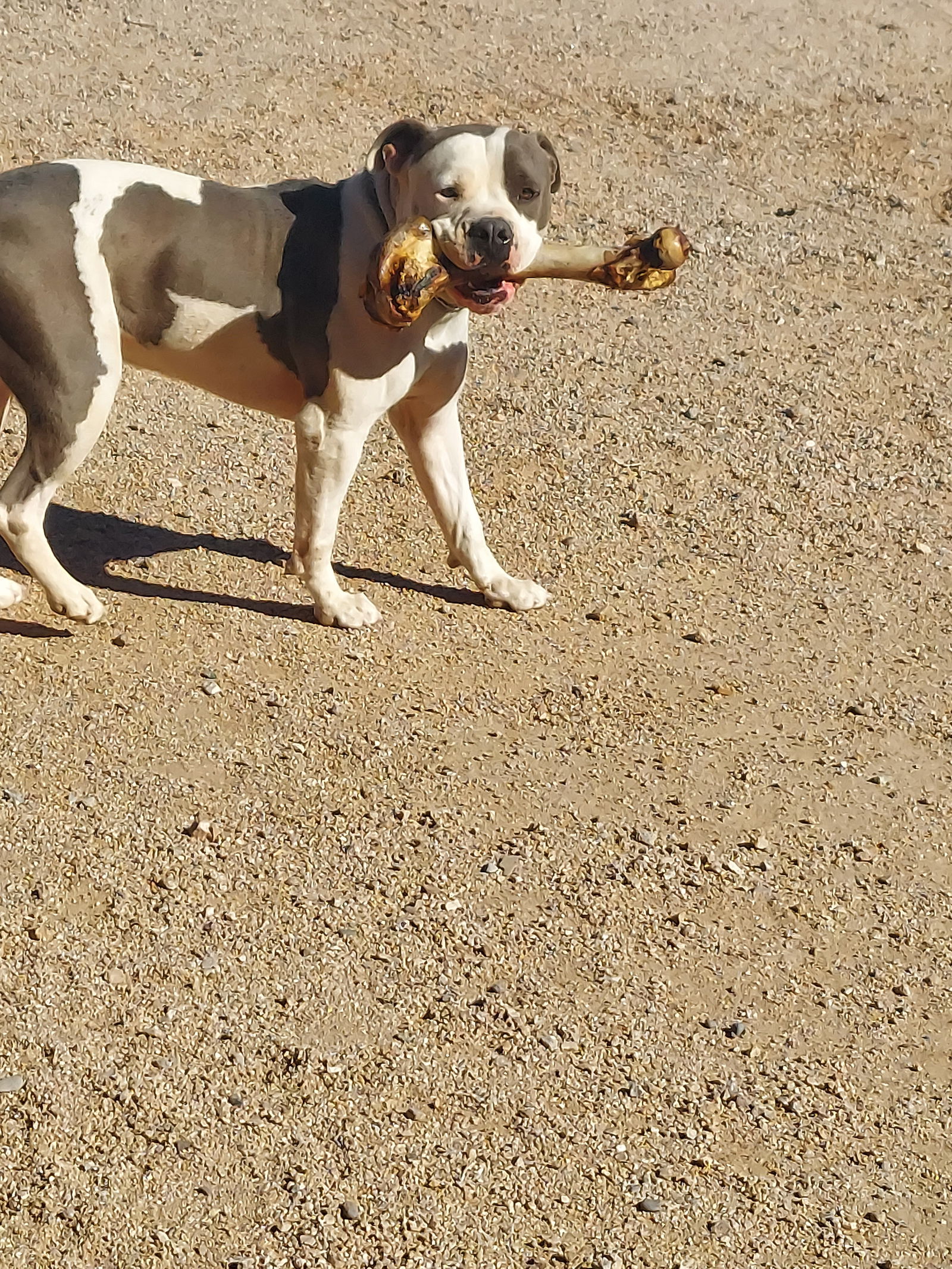 adoptable Dog in Chandler, AZ named INDY #2