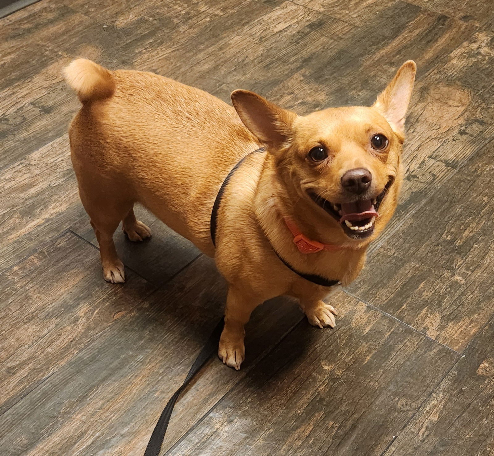 adoptable Dog in Chandler, AZ named LIL BIT