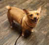 adoptable Dog in , AZ named LIL BIT