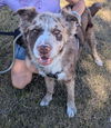 adoptable Dog in  named BUSTER #17