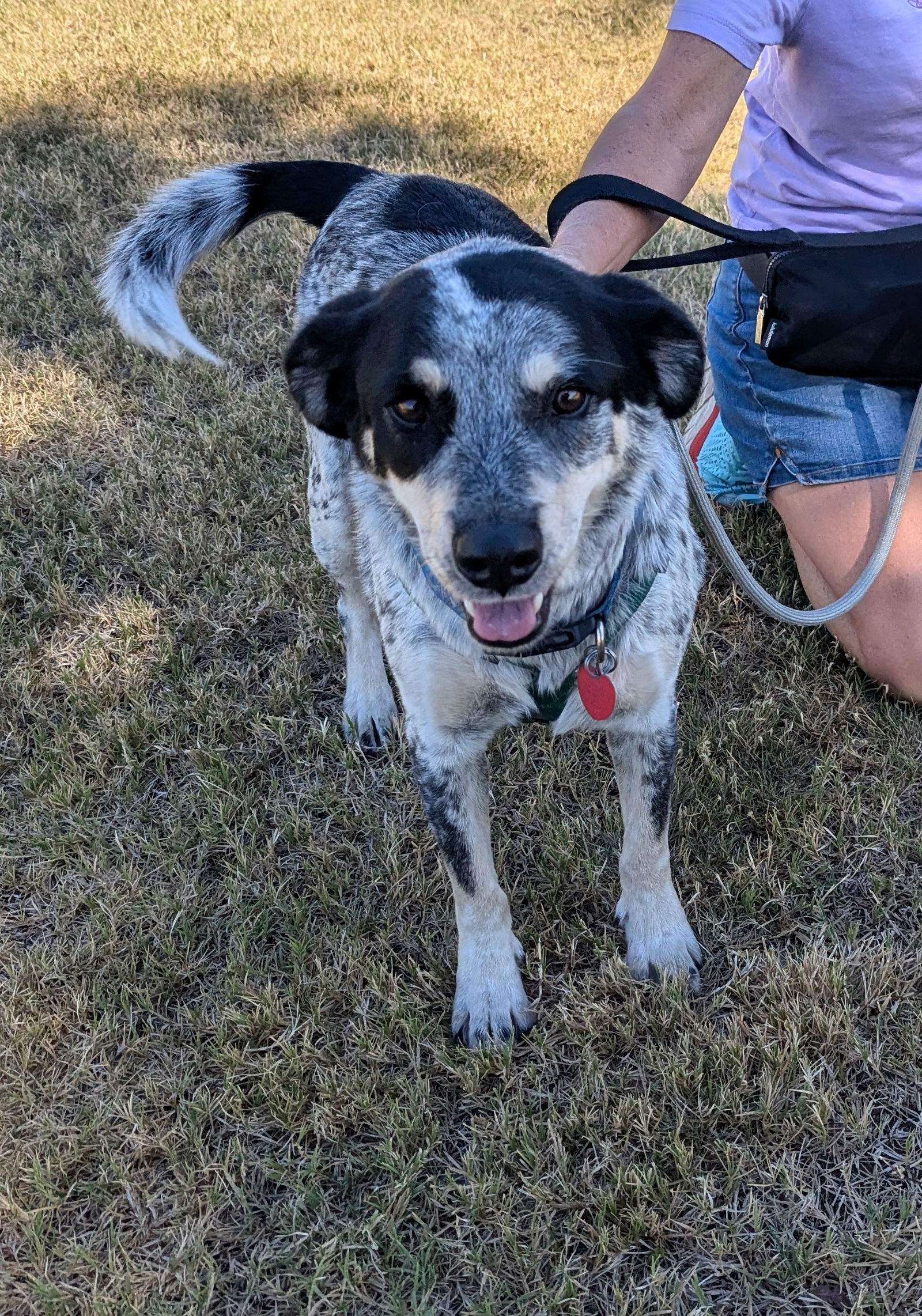 adoptable Dog in Chandler, AZ named HAPPY #3