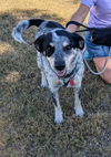 adoptable Dog in  named HAPPY #3