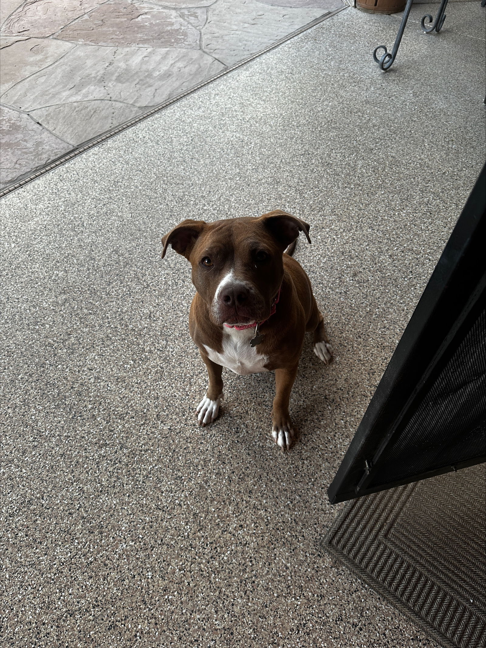 adoptable Dog in Chandler, AZ named SIA