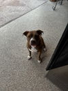 adoptable Dog in  named SIA