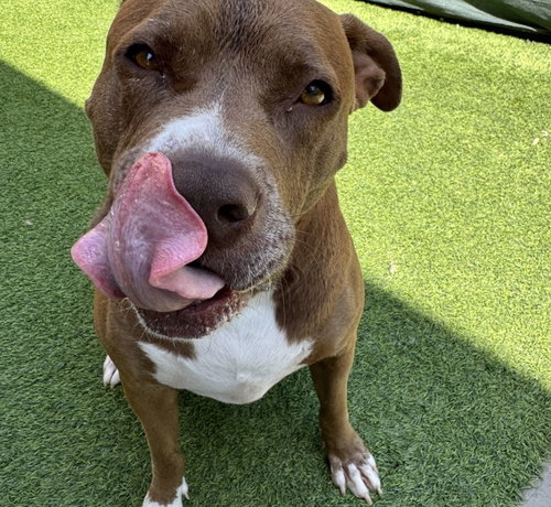 SIA - Pit Bull Terrier available for adoption