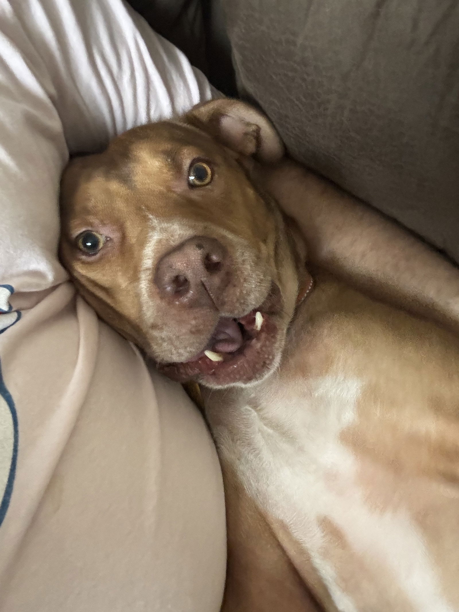 adoptable Dog in Chandler, AZ named ROCKO