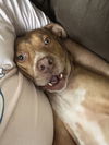 adoptable Dog in Chandler, AZ named ROCKO